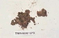 藏品(粗裂地錢)的圖片